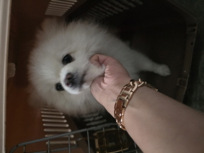 동부동물보호협회_426335202500615